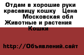 Отдам в хорошие руки красавицу кошку › Цена ­ 100 - Московская обл. Животные и растения » Кошки   